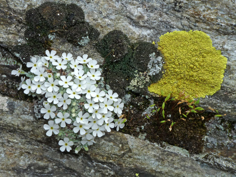 Androsace vandellii / Androsace di Vandelli